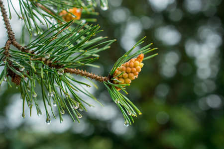 green spring nature backgroundの写真素材