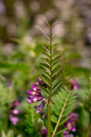 natural background  with  spring flowersの写真素材