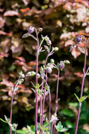 photo of spring background with flowersの写真素材