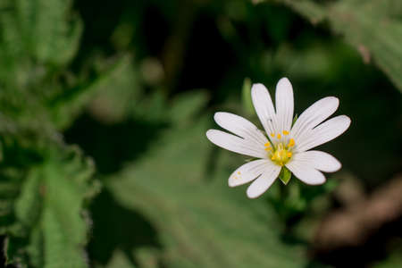 beautiful white sprink flowersの写真素材
