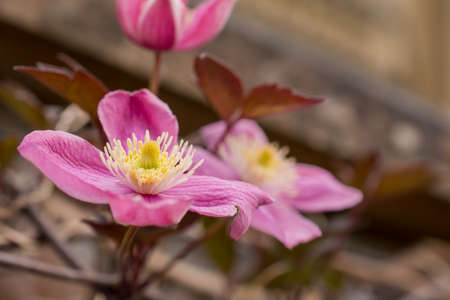 natural background  with  spring flowersの写真素材