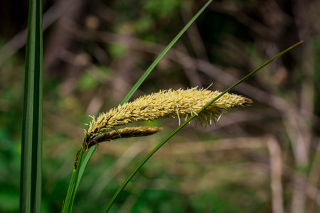 wild grass in bloom