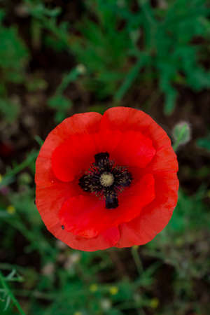 Poppies and cornflowers in a field of wildflowersの写真素材