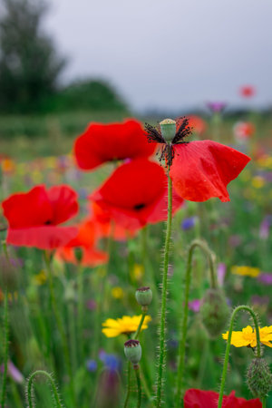 Poppies and cornflowers in a field of wildflowersの写真素材