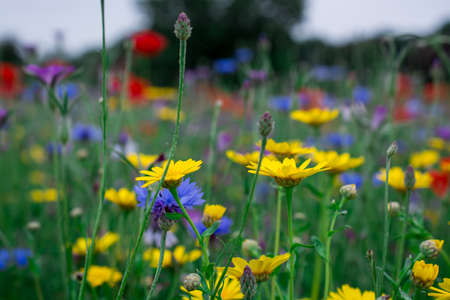 Poppies and cornflowers in a field of wildflowersの写真素材