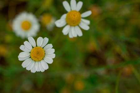 white daisy flowers Blooming. Closeup Imageの写真素材