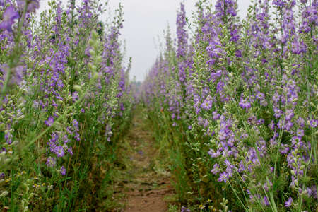 Field of colourful delphinium flowers in Wick, Pershore, Worcestershire, UK.の写真素材