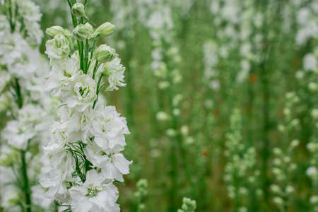 Field of colourful delphinium flowers in Wick,UKの写真素材