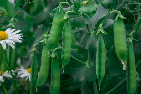 Green pea pods on plant growing in the garden, closeupの写真素材
