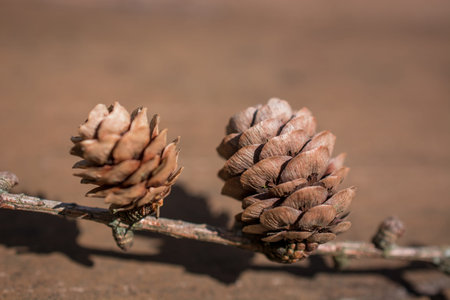 dried pine cone background