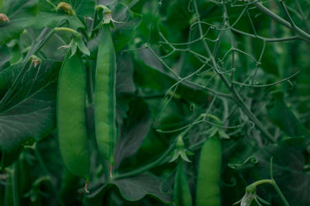 Green pea pods on plant growing in the garden, closeupの写真素材