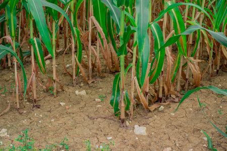 Young corn plants in a field. Maize or sweetcorn plants background.の写真素材