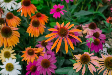 Beautiful echinacea purpurea flowers growing in garden.