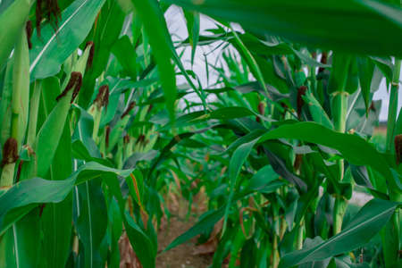 Young corn plants in a field. Maize or sweetcorn plants background.の写真素材
