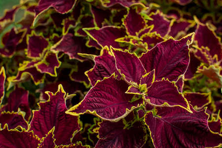 Beautiful echinacea purpurea flowers growing in garden. Selective focusの写真素材