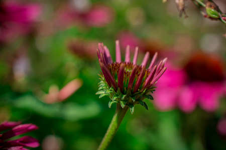 Beautiful echinacea purpurea flowers growing in garden.の写真素材