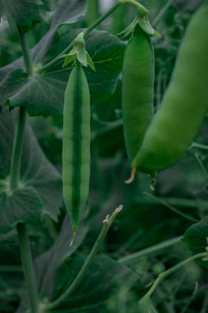 Green pea pods on plant growing in the garden, closeupの写真素材