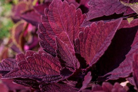 Close up green and purple coleus solenostemon hybrida leaves background