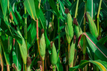 Young corn plants in a field. Maize or sweetcorn plants background.の写真素材