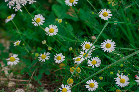 Beautiful flowers growing in garden.の写真素材
