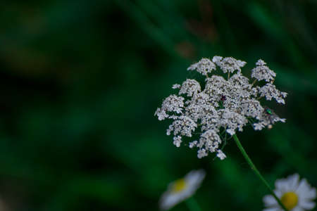 Beautiful flowers growing in garden.の写真素材