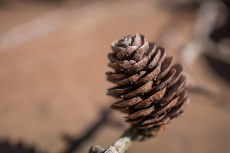 Beautiful pine cones on a background. Brown pine cones close up