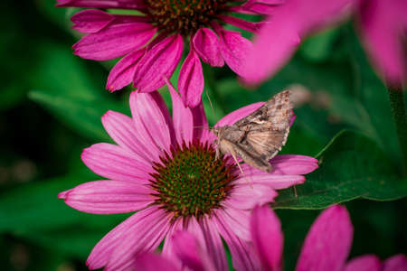 Beautiful echinacea purpurea flowers growing in garden.の写真素材