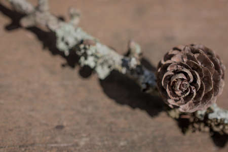 Beautiful pine cones on a background. Brown pine cones close upの写真素材