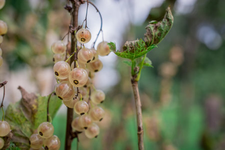 White Currant Ribes rubrum at branch with green leaves