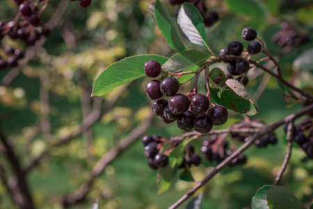 Arrowwood (Viburnum) black berrys  on green branch in a gardenの写真素材