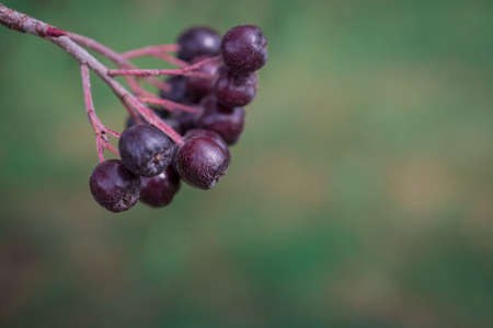 Arrowwood (Viburnum) black berrys  on green branch in a gardenの写真素材
