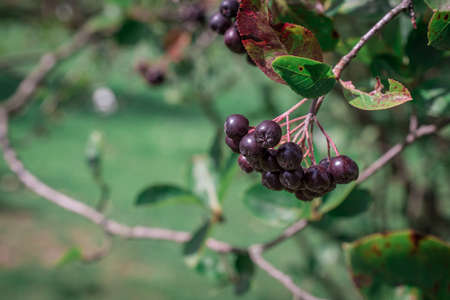 Arrowwood (Viburnum) black berrys  on green branch in a gardenの写真素材