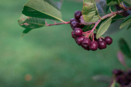 Arrowwood (Viburnum) black berrys  on green branch in a gardenの写真素材