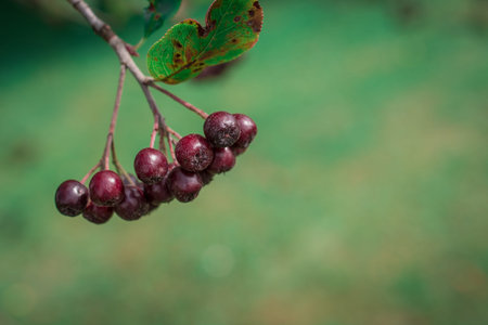 Arrowwood (Viburnum) black berrys  on green branch in a garden