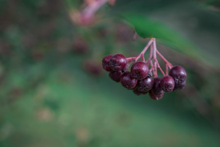Arrowwood (Viburnum) black berrys  on green branch in a garden