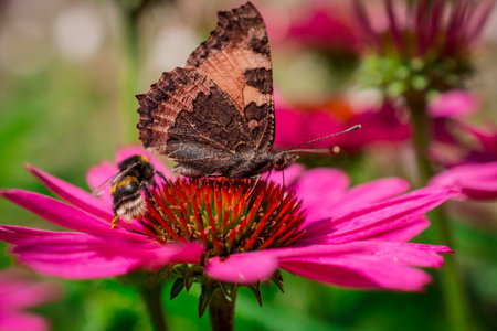 Beautiful echinacea purpurea flowers growing in garden.