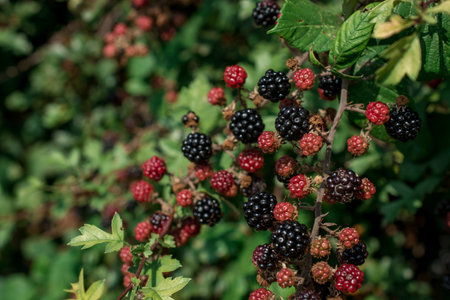 Blackberry or Blackberries on a plant with ripened and unripened fruitsの写真素材
