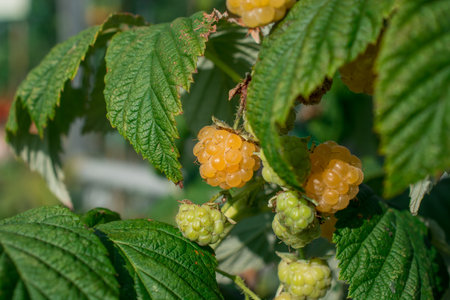 Blackberry or Blackberries on a plant with ripened and unripened fruits