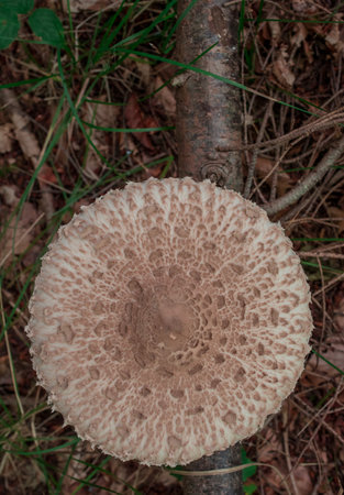 A closeup shot of a parasol mushroom in the autumn forestの写真素材