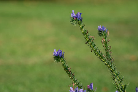 summer flowers in bloom