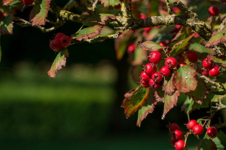 Cornelian cherry tree growing as these red fruits are close to harvest