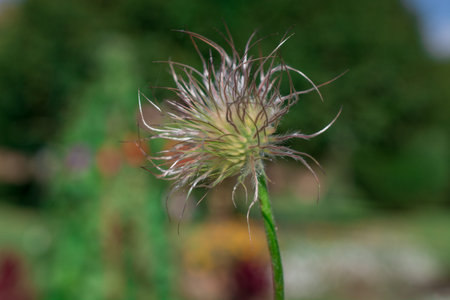 summer flowers in bloom