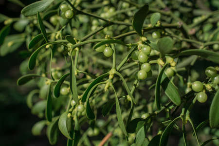 European Mistletoe as green background and berrysの写真素材