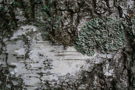 Vintage texture from big tree skin for backgroundの写真素材