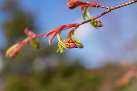 green yong leaves in spring gardenの写真素材