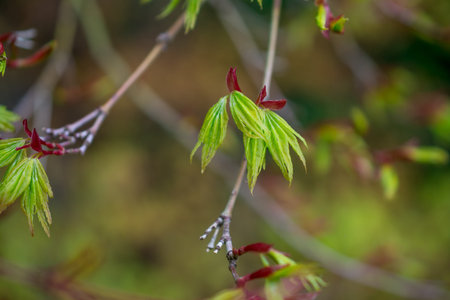 green yong leaves in spring gardenの写真素材