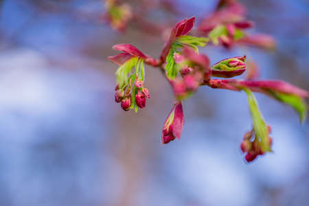 green yong leaves in spring gardenの写真素材