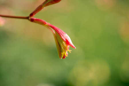 green yong leaves in spring gardenの写真素材
