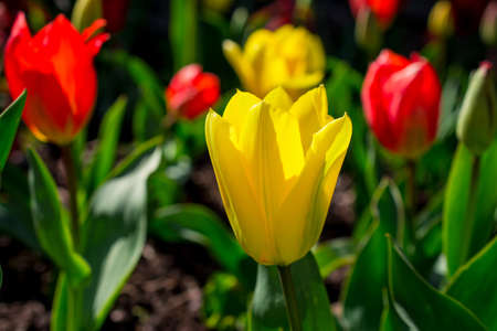 beautiful spring background with flowersの写真素材