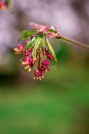 beautiful spring background with flowersの写真素材